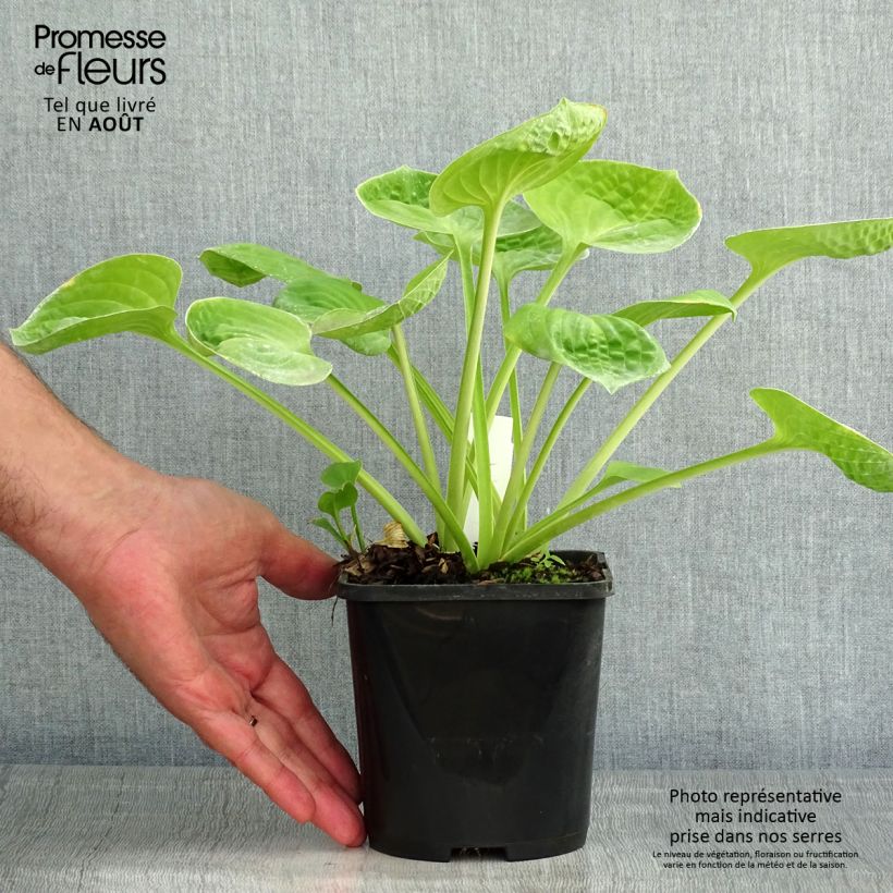 Ejemplar de Hosta Eye Catcher - pot de 1.5L/2L entregado en verano