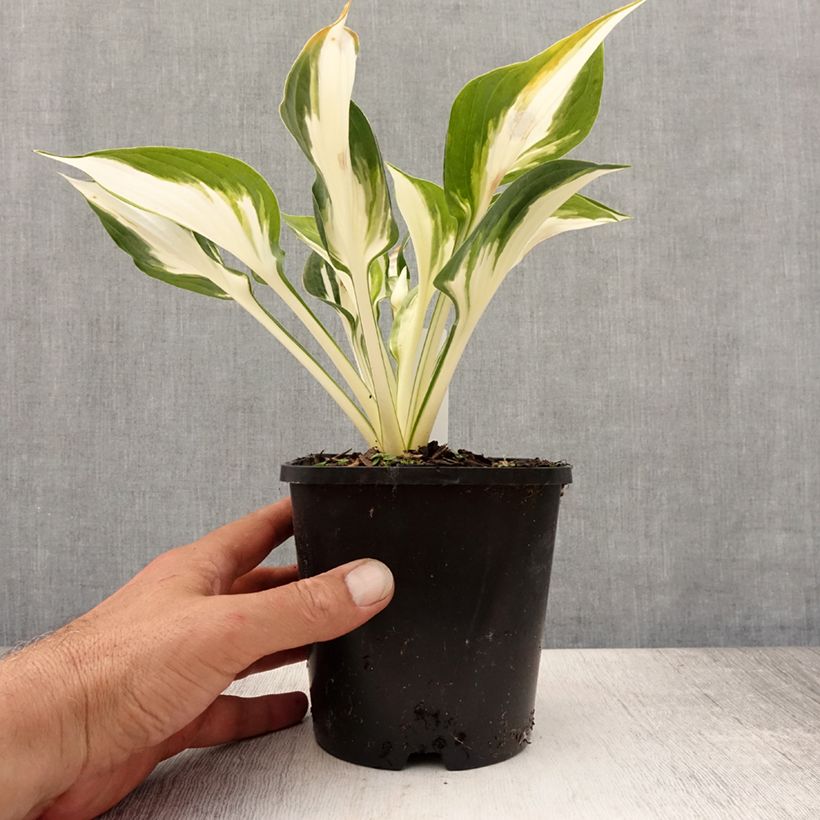 Ejemplar de Hosta Fire and Ice Pot de 1,5L/2L entregado en verano