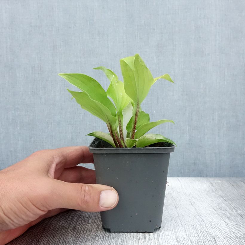 Ejemplar de Hosta fire Island Maceta de 8/9 cm entregado en verano