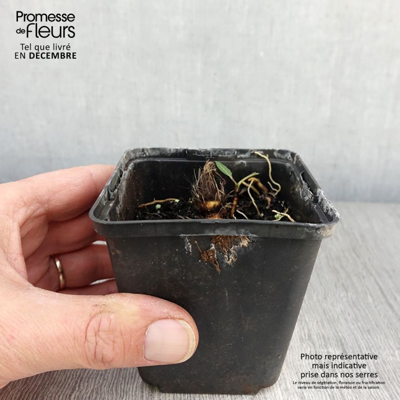 Ejemplar de Hosta Flemish Sky Maceta de 8/9 cm entregado en otoño