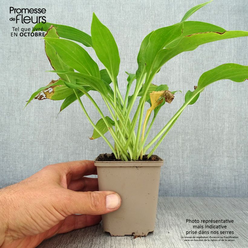 Ejemplar de Hosta fortunei albopicta Maceta de 8/9 cm entregado en otoño