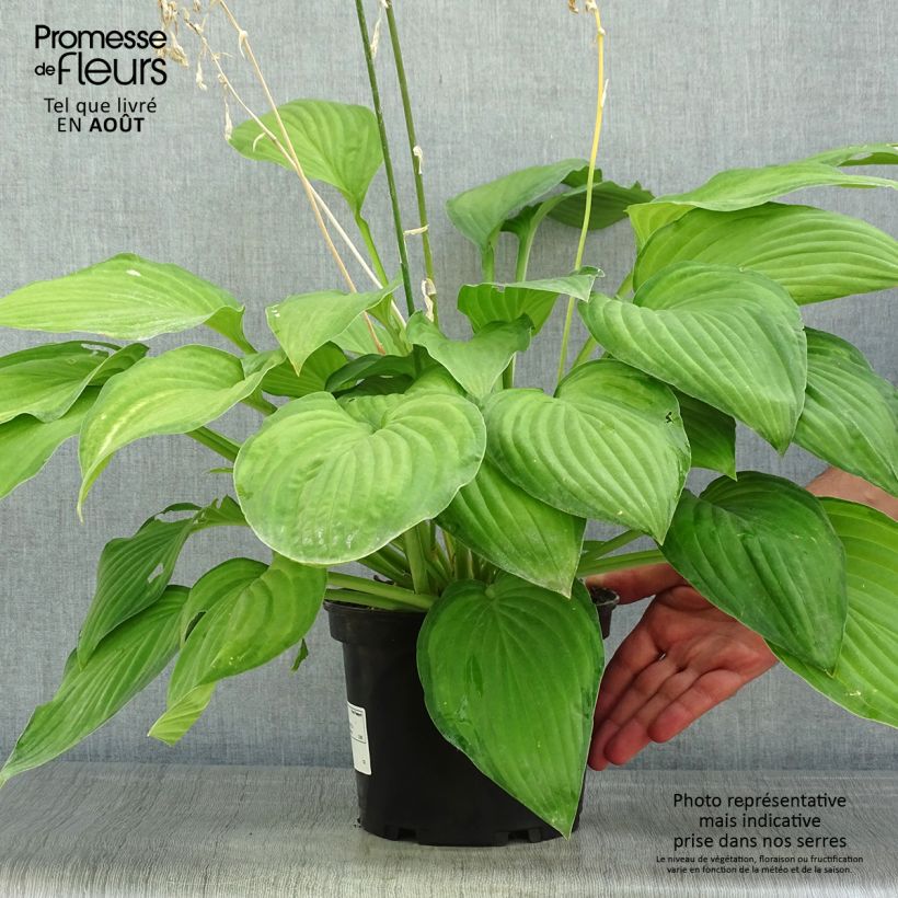 Ejemplar de Hosta fortunei albopicta Maceta 2L/3L entregado en verano