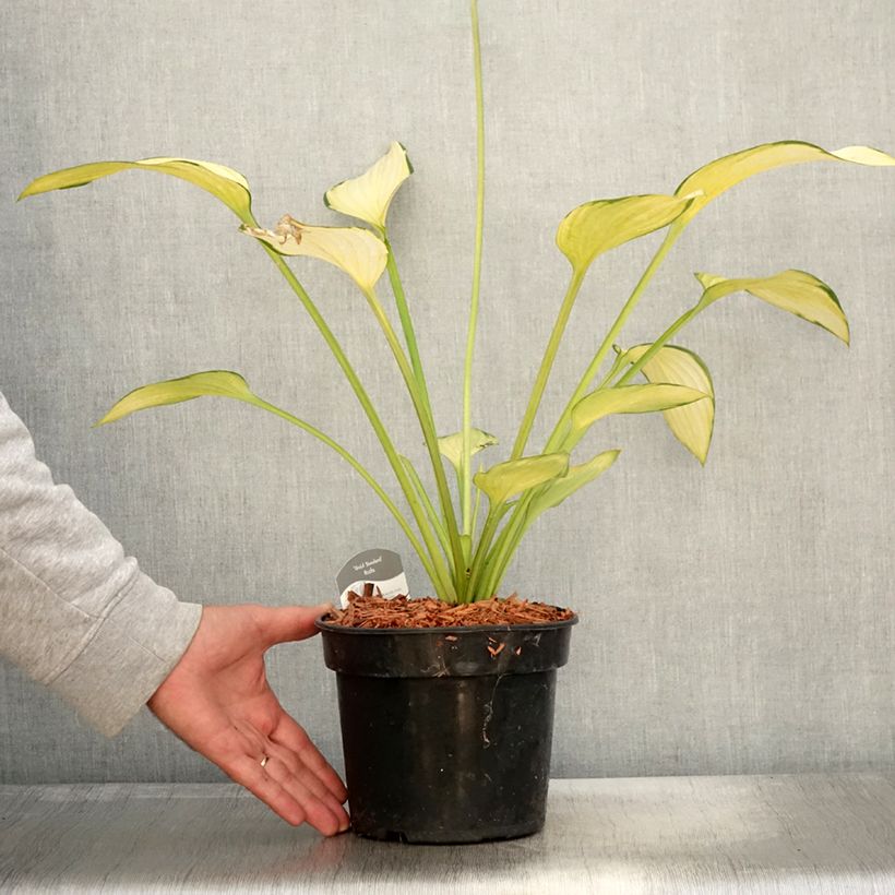 Ejemplar de Hosta fortunei Gold Standard Maceta 2L/3L entregado en otoño