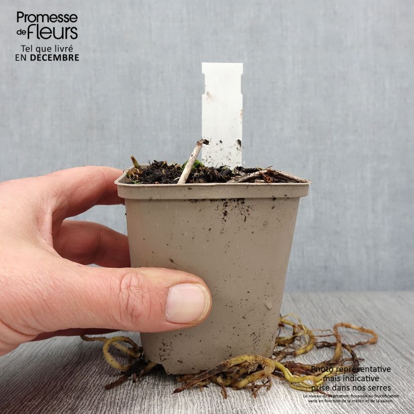Ejemplar de Hosta fortunei Gold Standard Maceta de 8/9 cm entregado en otoño