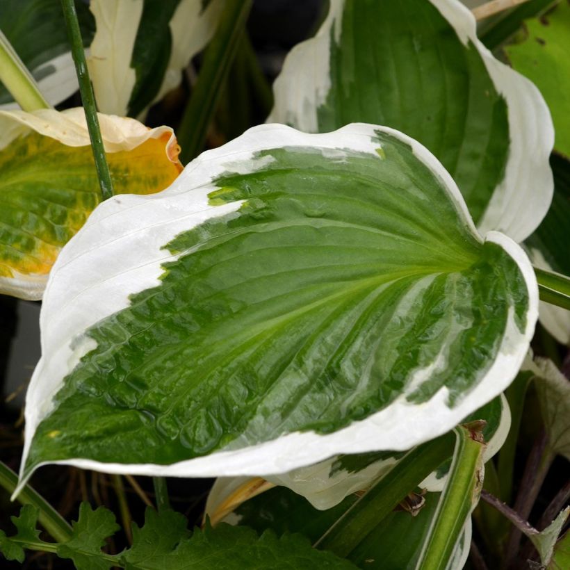 Hosta fortunei Patriot (Follaje)