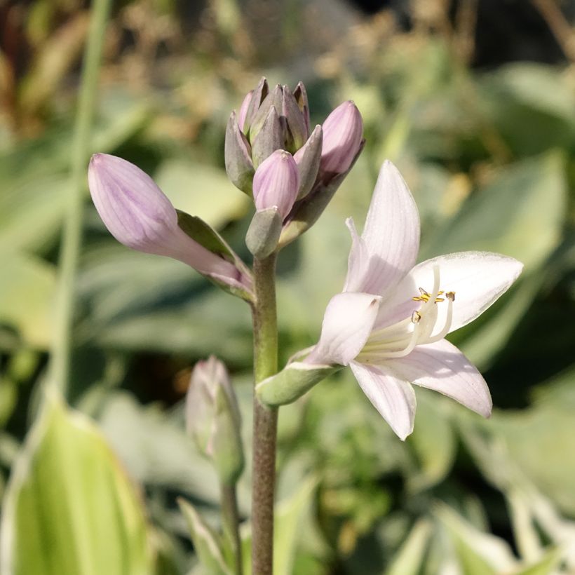 Hosta fortunei Patriot (Floración)