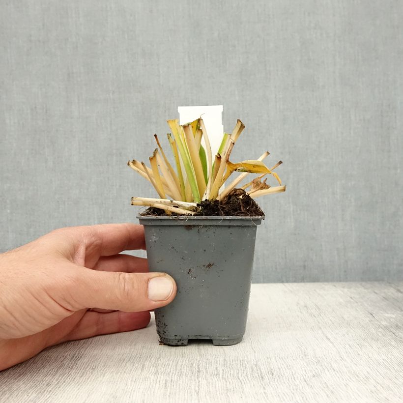 Ejemplar de Hosta fortunei Twilight Maceta de 8/9 cm entregado en otoño