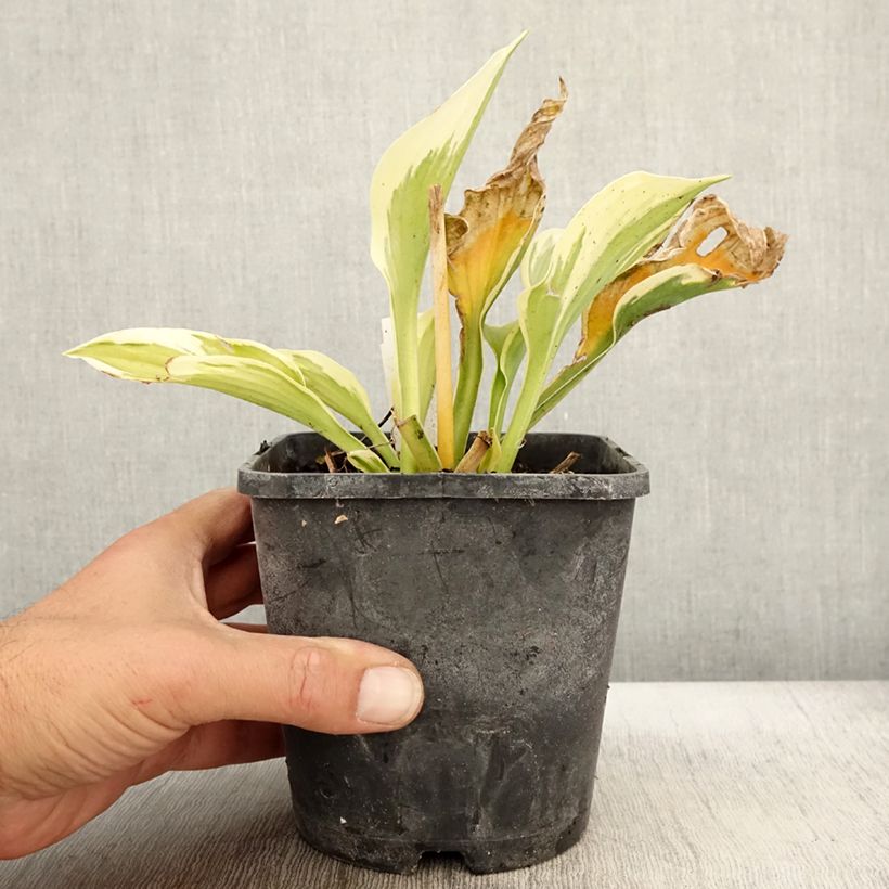 Ejemplar de Hosta fortunei Twilight Maceta 1,5L/2L entregado en otoño