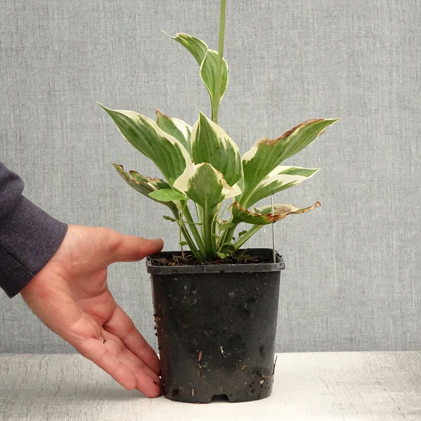 Ejemplar de Hosta fortunei Twilight - Pot de 1,5L/2L entregado en verano