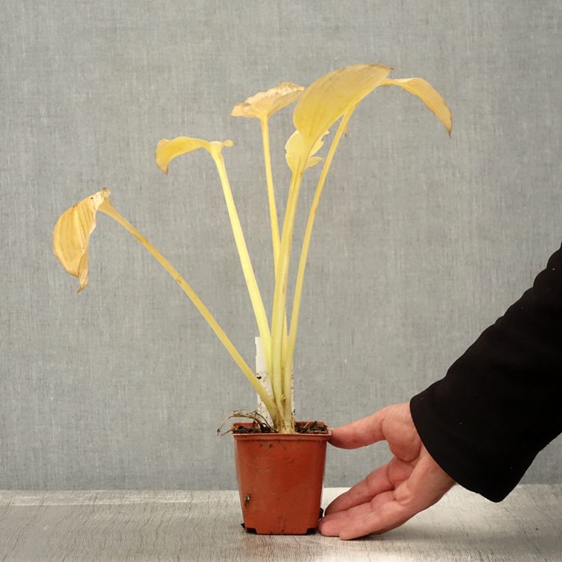Ejemplar de Hosta fortunei hyacinthina Maceta de 8/9 cm entregado en otoño