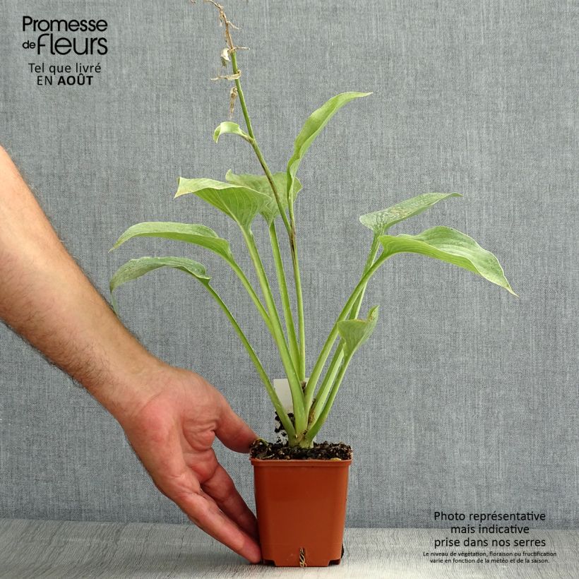 Ejemplar de Hosta fortunei hyacinthina Maceta de 8/9 cm entregado en verano