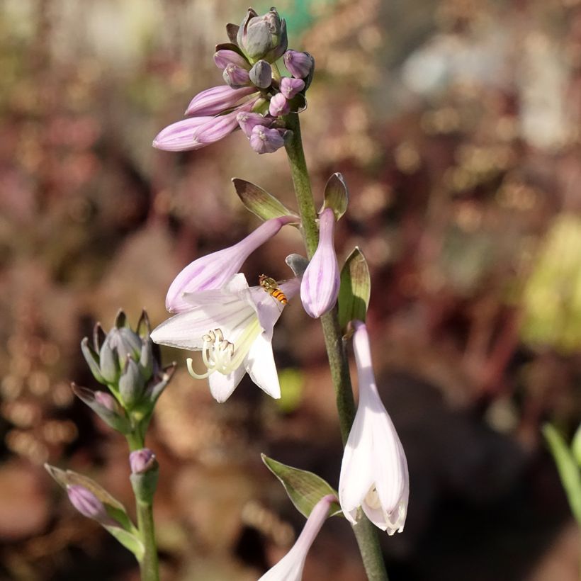 Hosta fortunei hyacinthina (Floración)