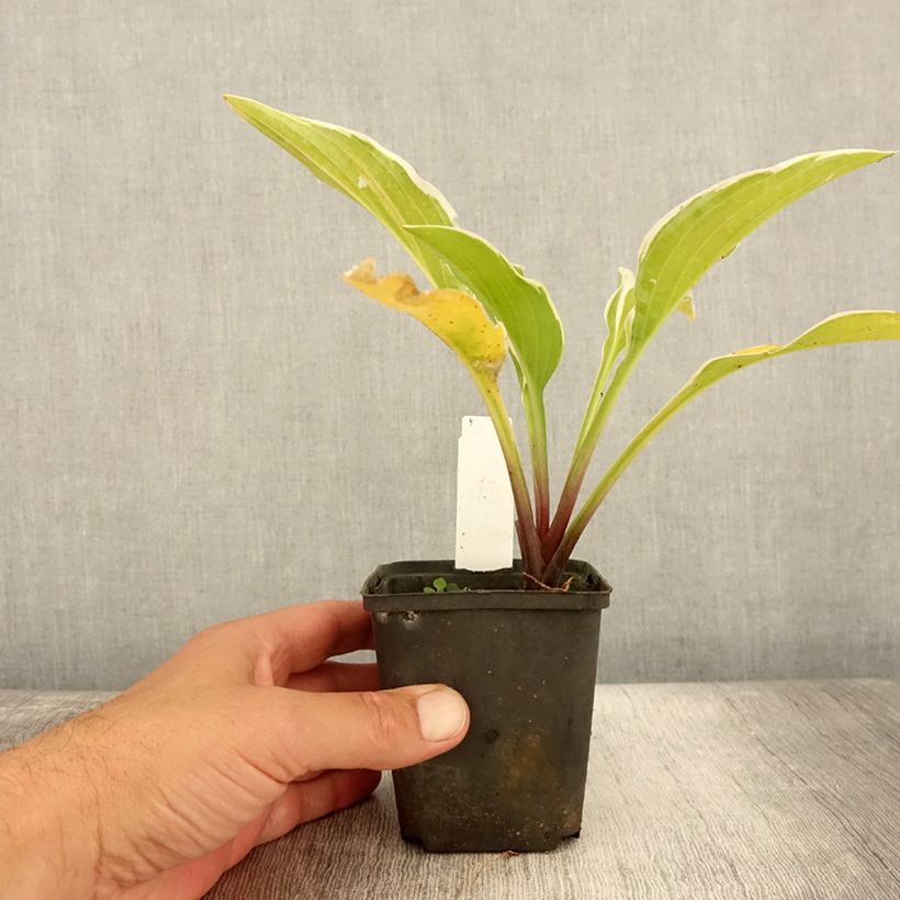 Ejemplar de Hosta Fragrant Fire Maceta de 8/9 cm entregado en verano