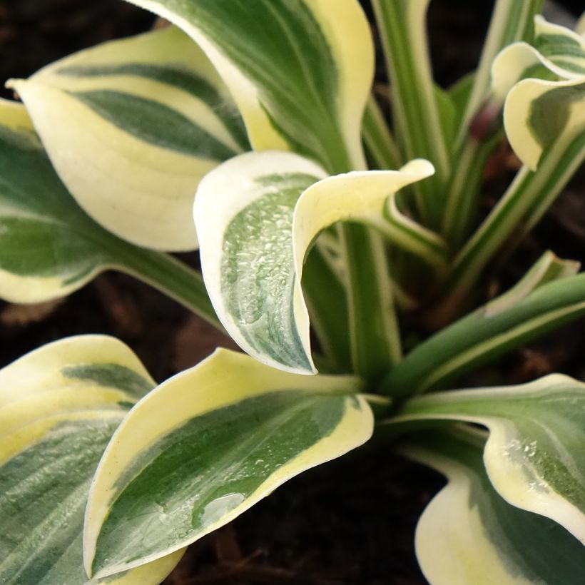 Hosta Frosted Mouse Ears (Follaje)