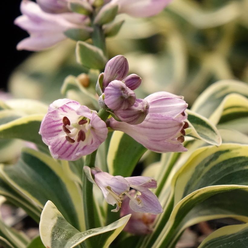 Hosta Frosted Mouse Ears (Floración)