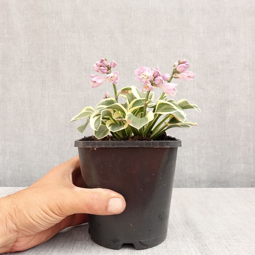 Ejemplar de Hosta Frosted Mouse Ears Maceta 1,5L/2L entregado en verano