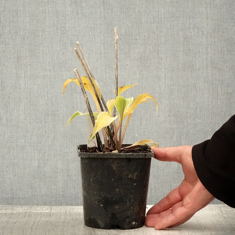 Ejemplar de Hosta Frosted Raspberry Maceta 1,5L/2L entregado en otoño
