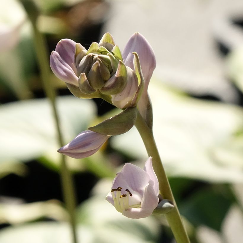 Hosta Goldbrook Glimmer (Floración)
