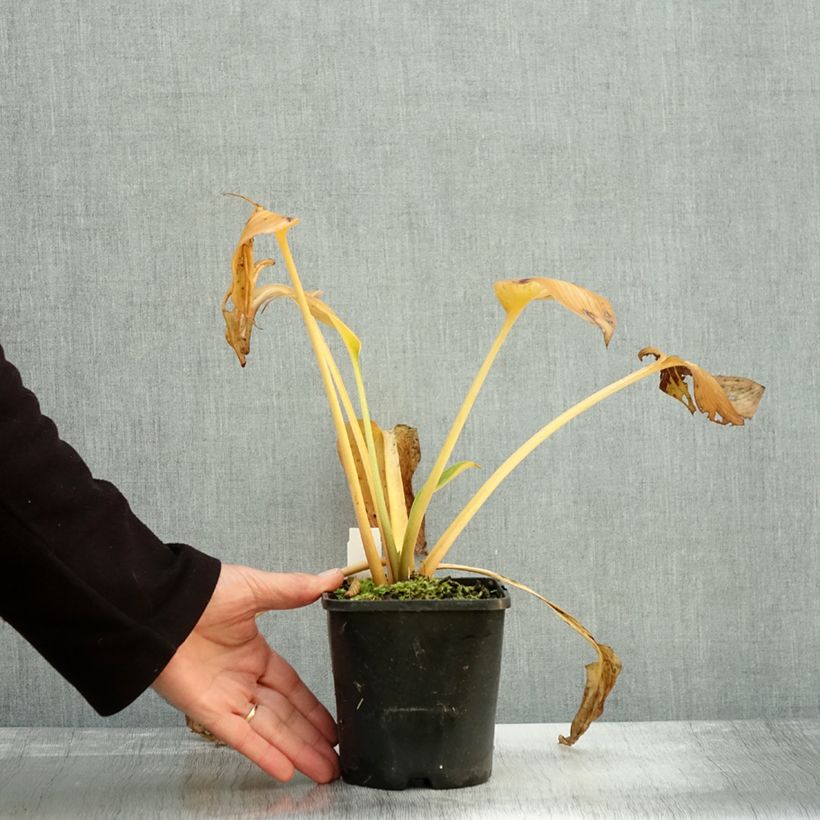 Ejemplar de Hosta Goldbrook Glimmer Maceta 1,5L/2L entregado en otoño
