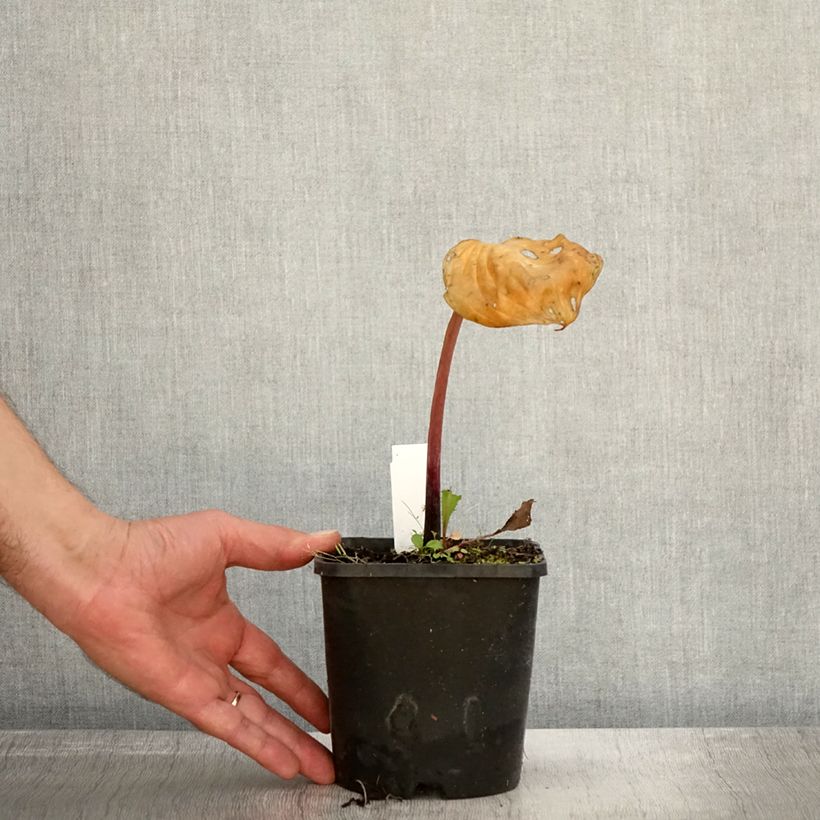 Ejemplar de Hosta Gooseberry Sundae Maceta 1,5L/2L entregado en otoño