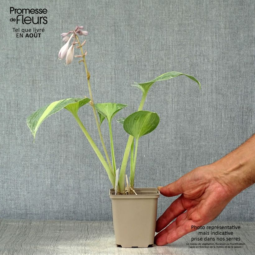 Ejemplar de Hosta Grand Marquee Godet de 9cm entregado en verano