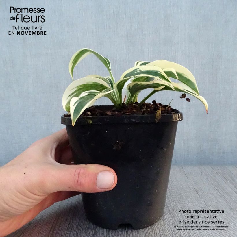 Ejemplar de Hosta Great Escape Maceta 1,5L/2L entregado en otoño