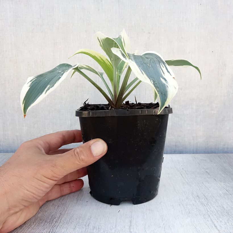 Ejemplar de Hosta Great Escape Pot de 1,5L/2L entregado en verano
