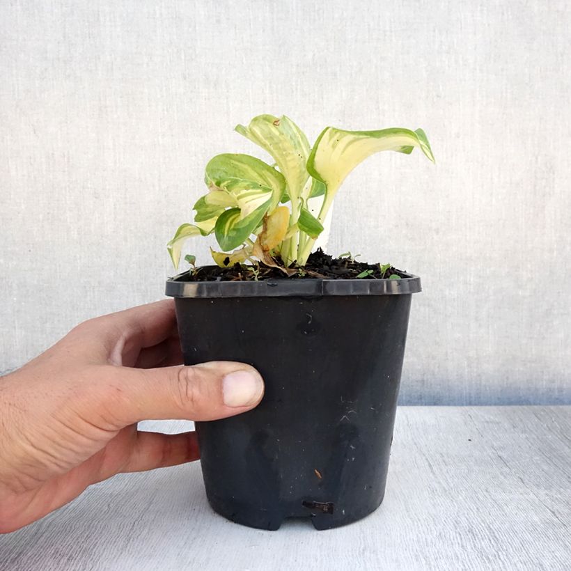 Ejemplar de Hosta Great Expectations Maceta 1,5L/2L entregado en verano