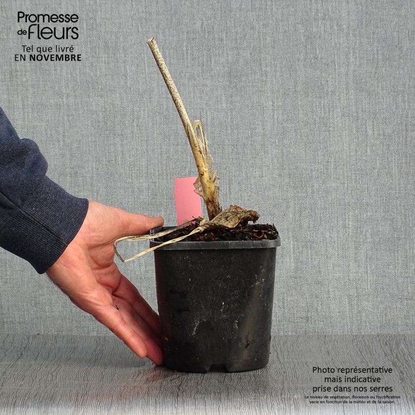 Ejemplar de Hosta Guacamole Maceta 1,5L/2L entregado en otoño