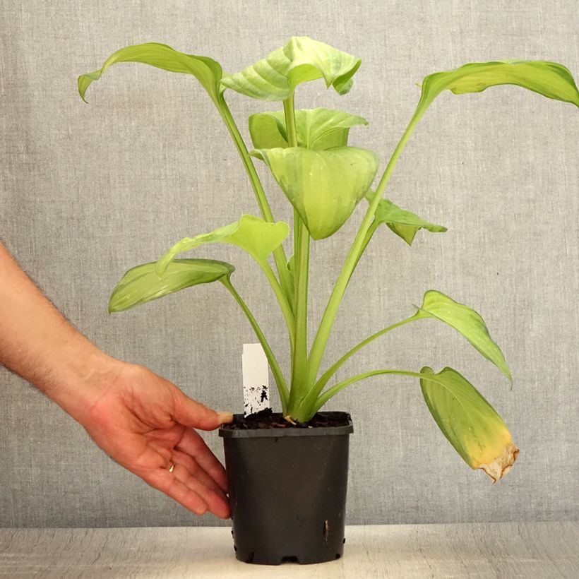 Ejemplar de Hosta Guacamole Pot de 1,5L/2L entregado en verano