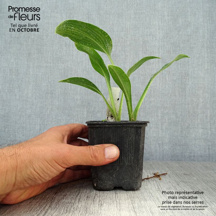 Ejemplar de Hosta tardiana Halcyon Maceta de 8/9 cm entregado en otoño