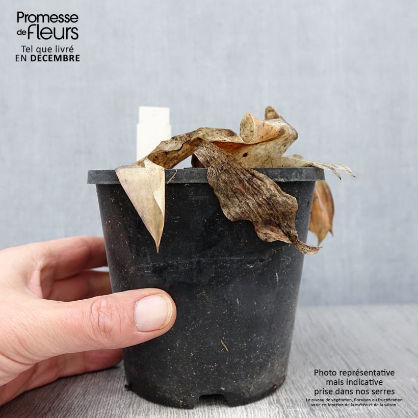 Ejemplar de Hosta tardiana Halcyon Maceta 1,5L/2L entregado en otoño