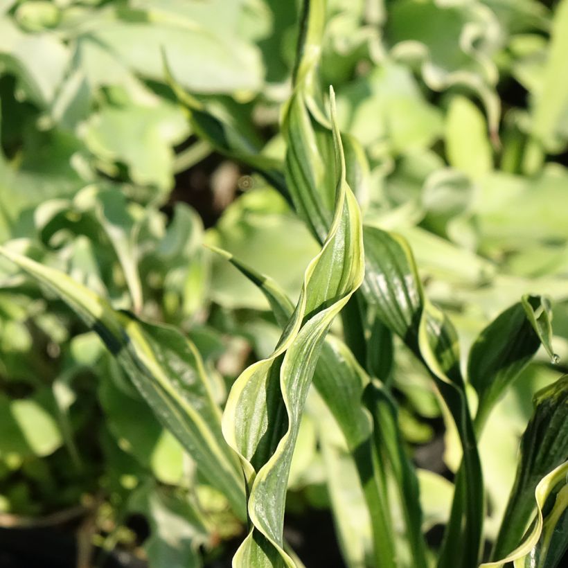 Hosta Hands Up (Follaje)