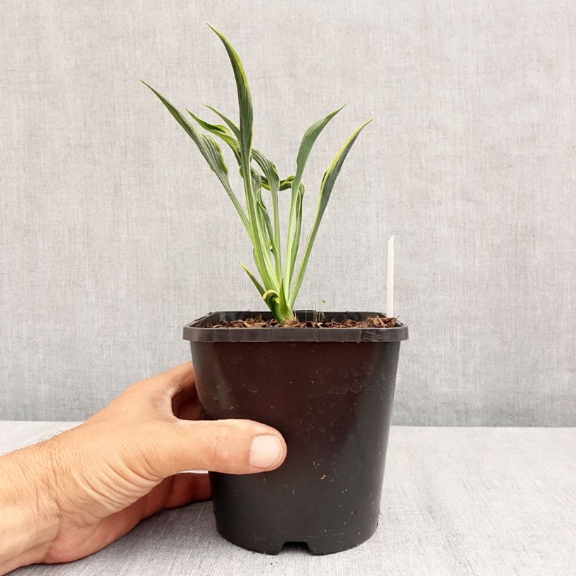 Ejemplar de Hosta Hands Up Maceta 1,5L/2L entregado en verano