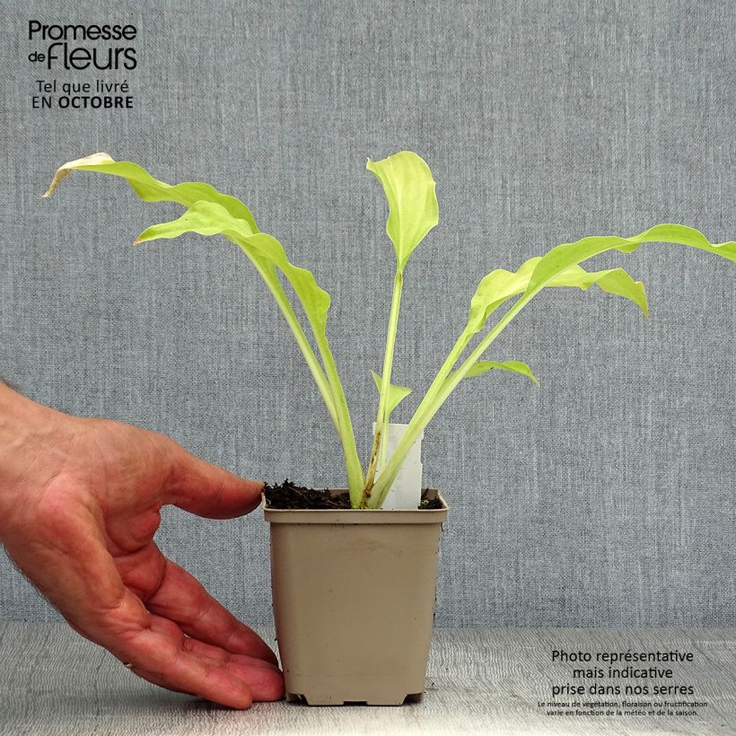 Ejemplar de Hosta Honeybells Maceta de 8/9 cm entregado en otoño