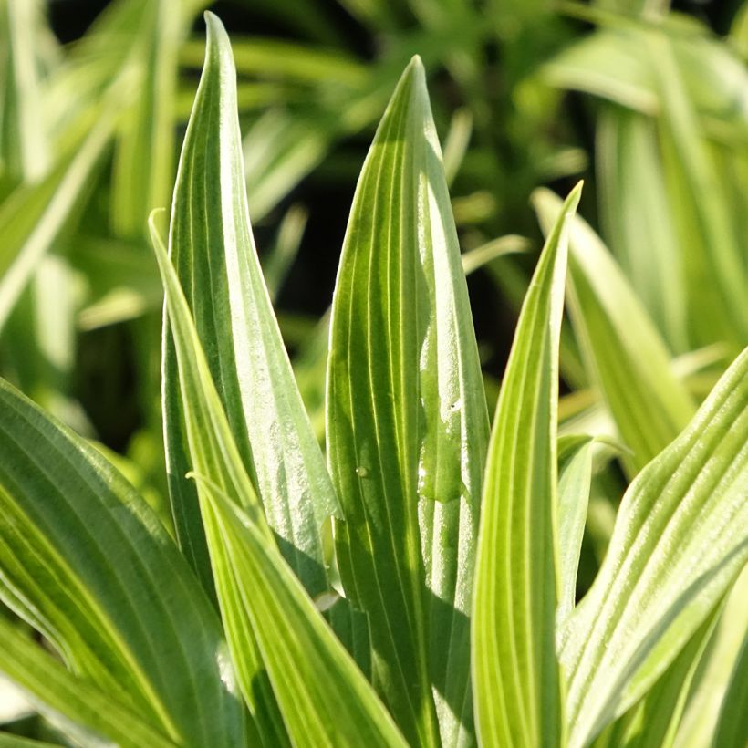 Hosta Hyuga Urajiro (Follaje)