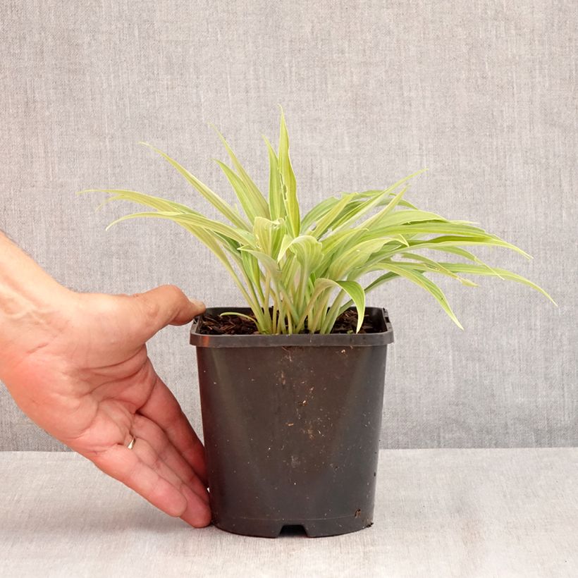Ejemplar de Hosta Hyuga Urajiro Maceta 1,5L/2L entregado en verano