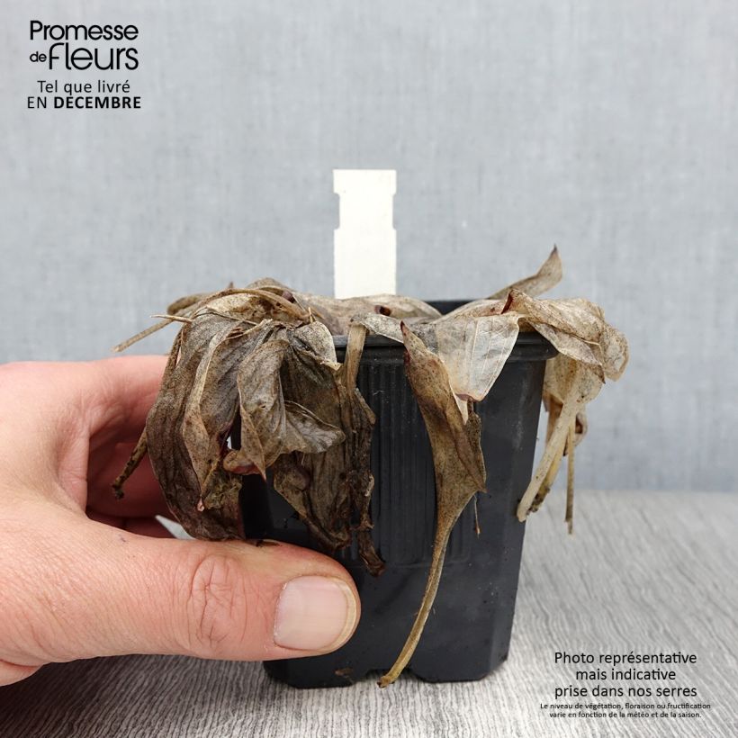 Ejemplar de Hosta tardiana June Maceta de 8/9 cm entregado en otoño