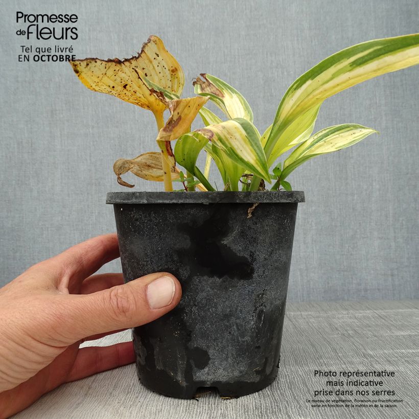 Ejemplar de Hosta tardiana June Maceta 1,5L/2L entregado en otoño