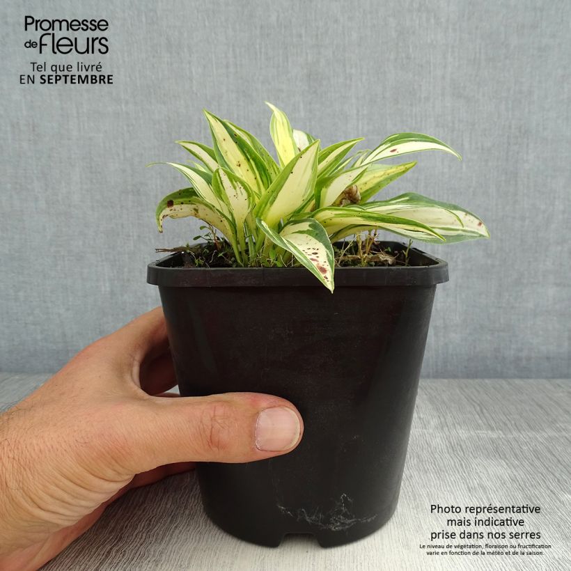 Ejemplar de Hosta tardiana June Fever Maceta 1,5L/2L entregado en verano