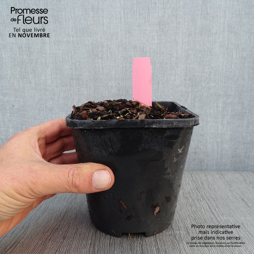 Ejemplar de Hosta Jurassic Park Maceta 1,5L/2L entregado en otoño
