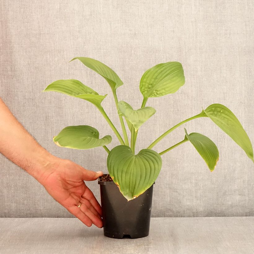 Ejemplar de Hosta Jurassic Park Maceta 1,5L/2L entregado en verano