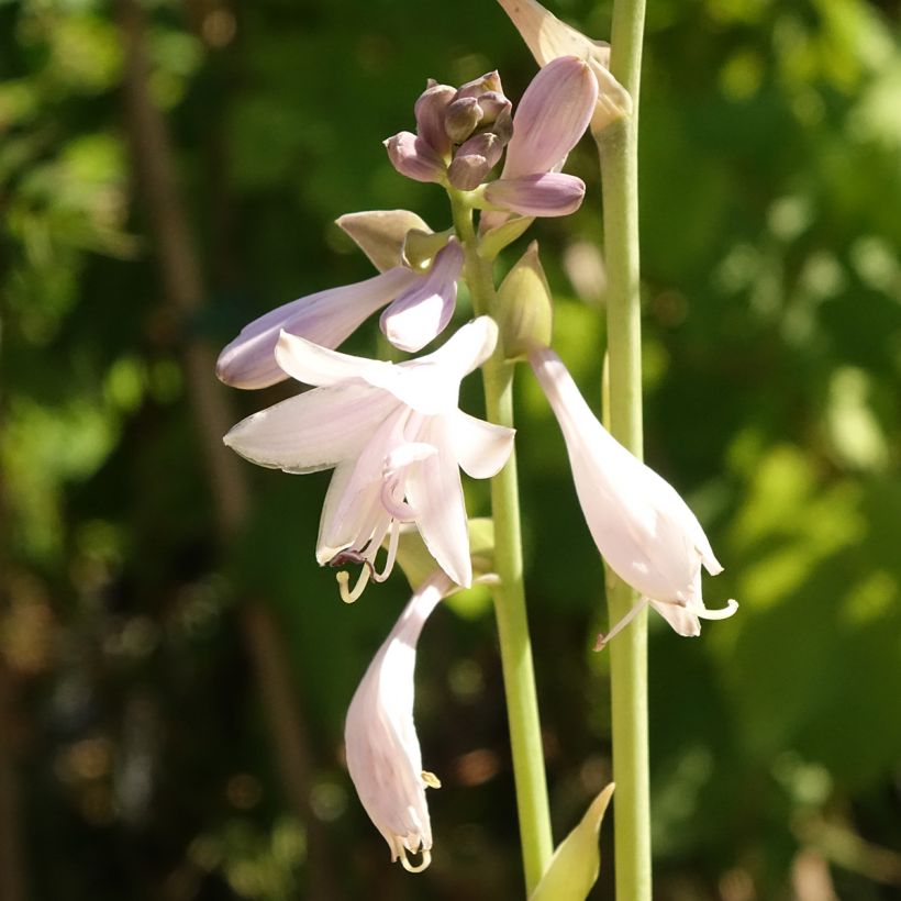 Hosta Ki Ren Jyaku (Floración)