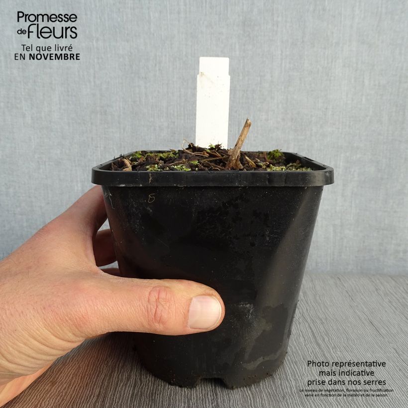 Ejemplar de Hosta Lady in Red Maceta 1,5L/2L entregado en otoño