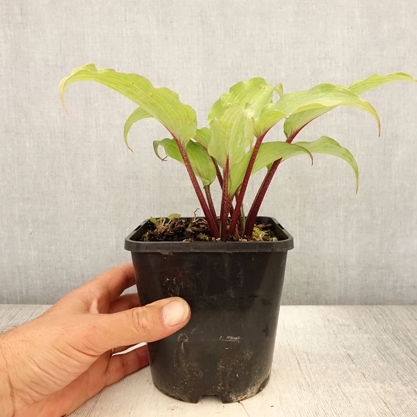Ejemplar de Hosta Lady in Red Pot de 1,5L/2L entregado en verano