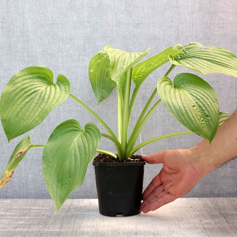 Ejemplar de Hosta Lakeside Maverick Pot de 1,5L/2L entregado en verano