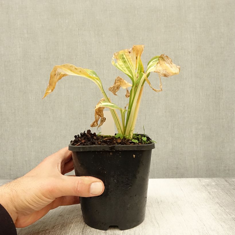 Ejemplar de Hosta Lakeside Paisley Print Maceta 1,5L/2L entregado en otoño