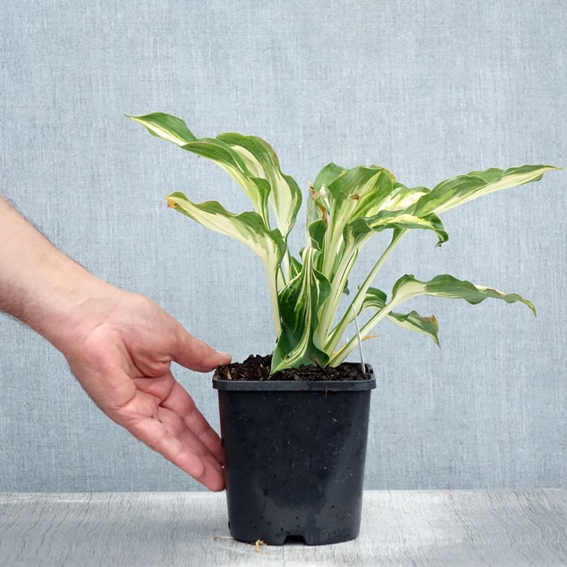 Ejemplar de Hosta Lakeside Paisley Print Pot de 1,5L/2L entregado en verano