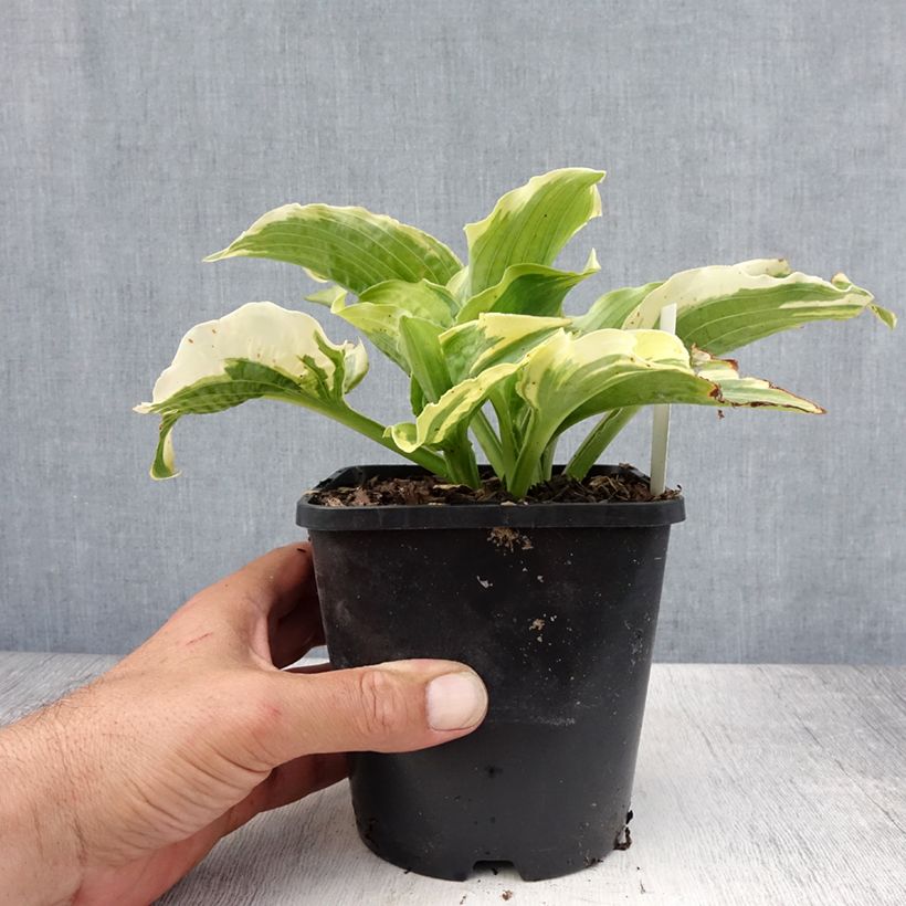 Ejemplar de Hosta Lakeside Prophecy Fulfilled Pot de 1,5L/2L entregado en verano