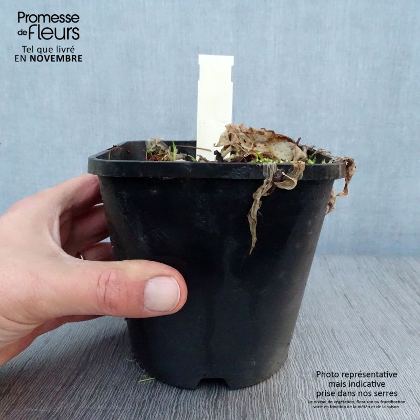 Ejemplar de Hosta Let's Twist Again Maceta 1,5L/2L entregado en otoño
